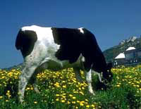 cow-daisy.jpg